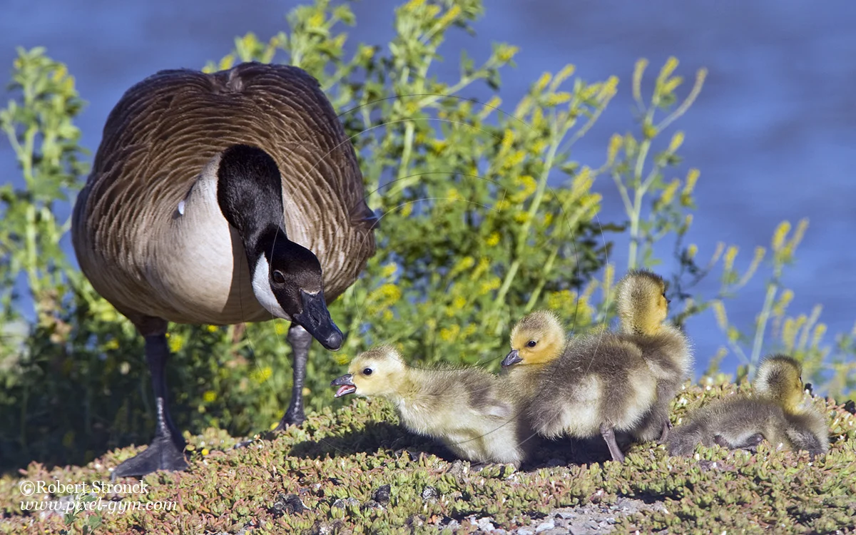   Canada Goose with goslings -Radio Rd. &nbsp; [cangoose_goslings221073]   