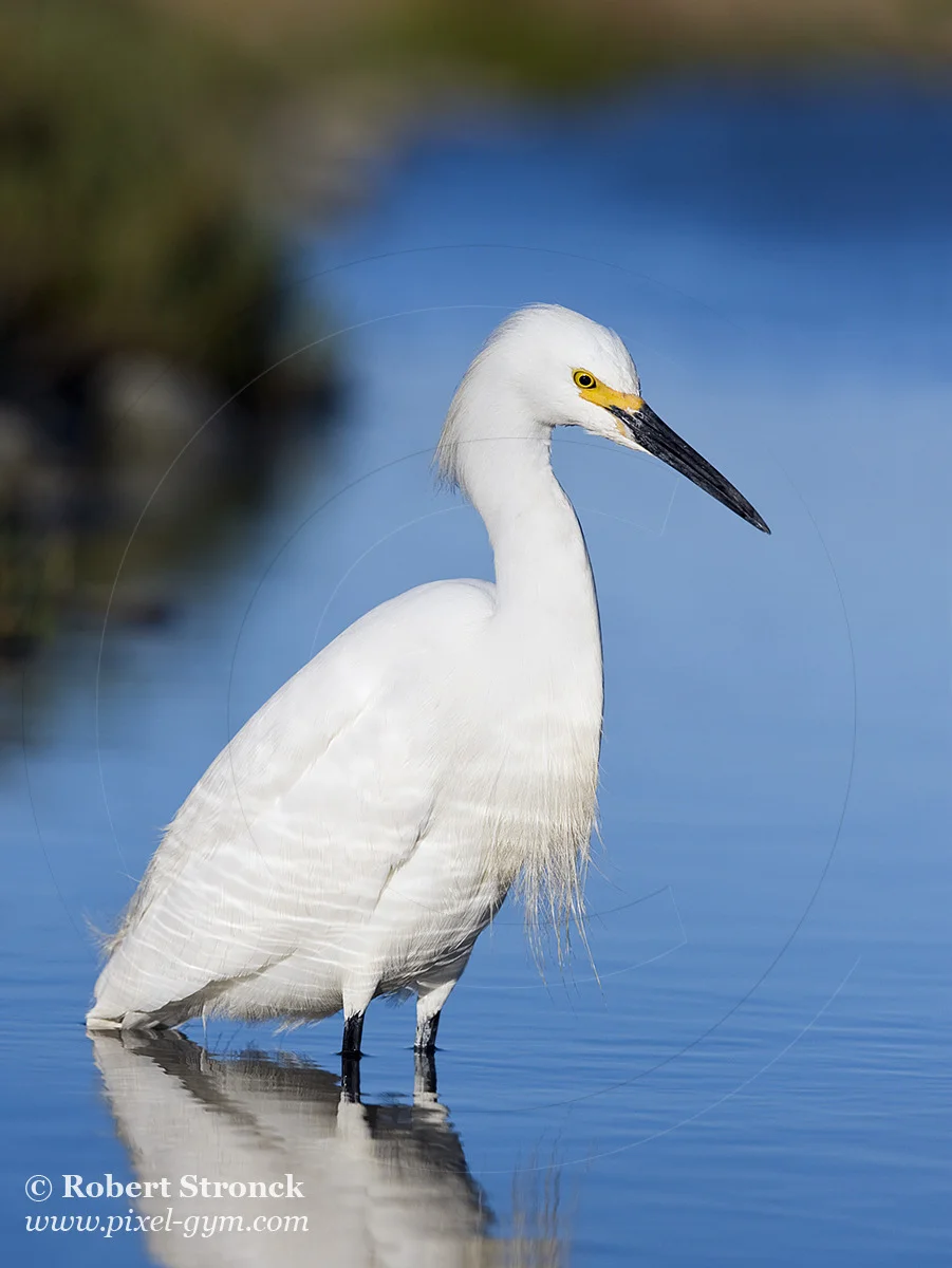   Snowy Egret portrait -Redwood Shores &nbsp;[ snowy_egret221097]   