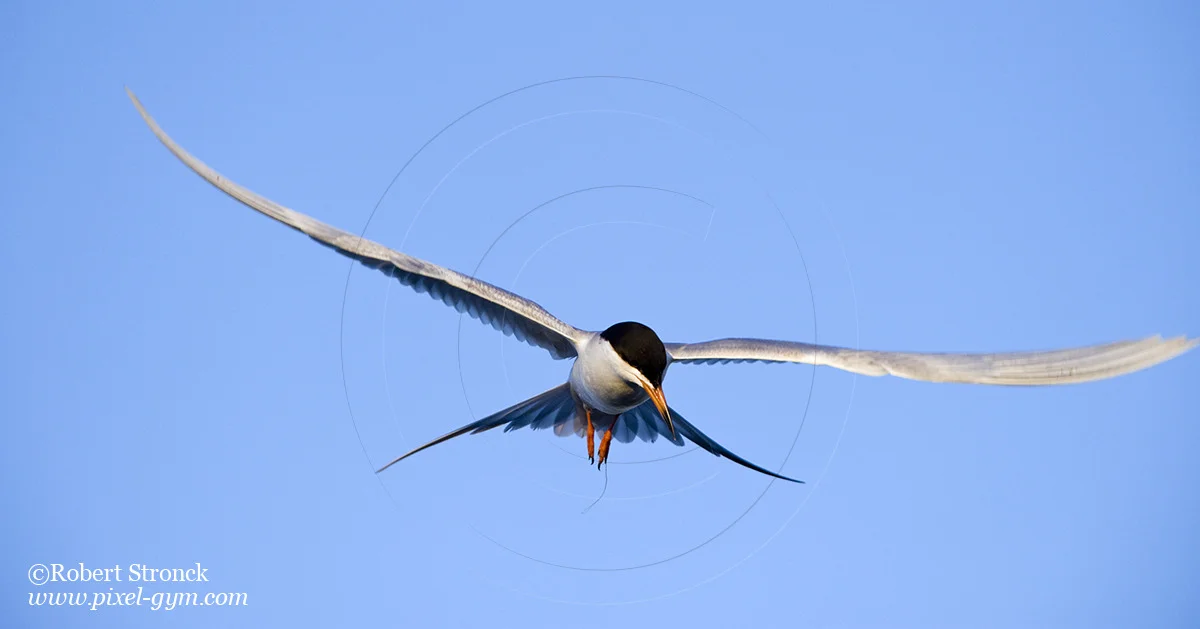   Forster's Tern on the prowl -Redwood Shores  &nbsp;[forsters_tern221066]   