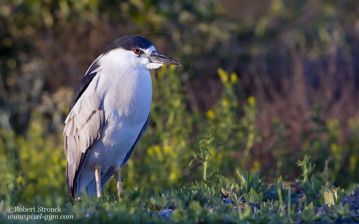   Black-crowned Night Heron -Radio Rd.  [BCN_heron221051]   