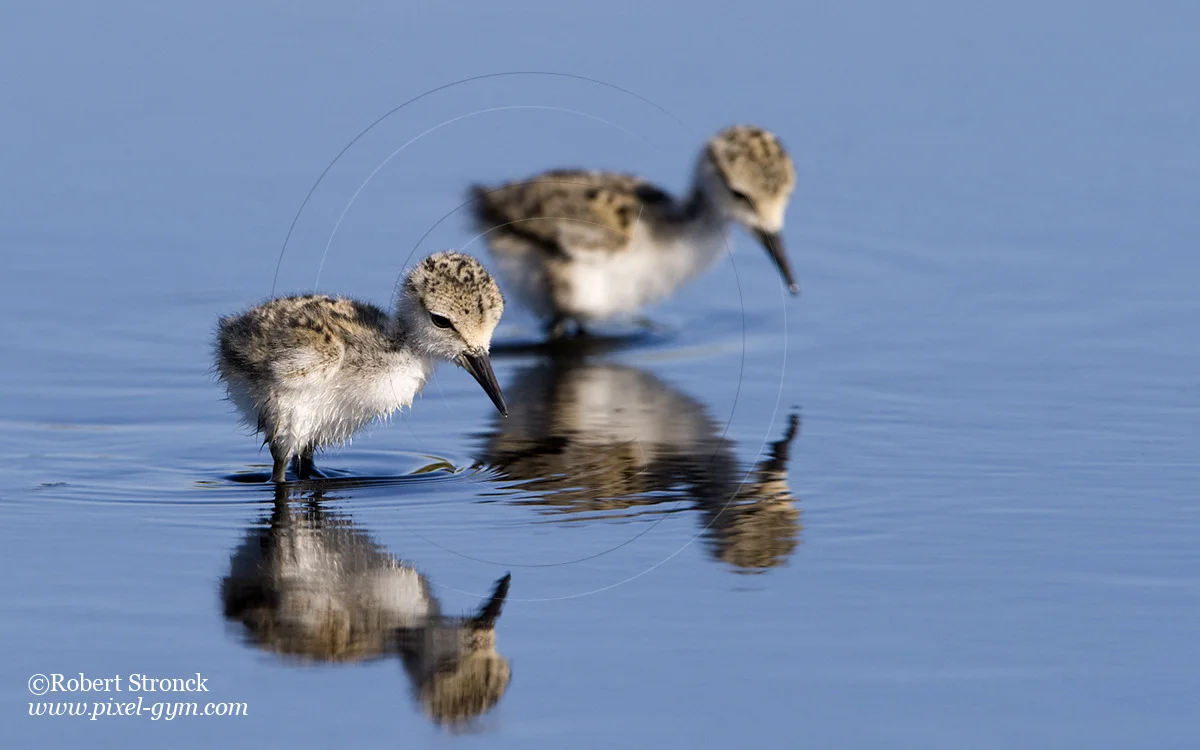   Black-necked Stilt chicks foraging -P.A. Baylands &nbsp; [bn_stilt_chicks221099]   