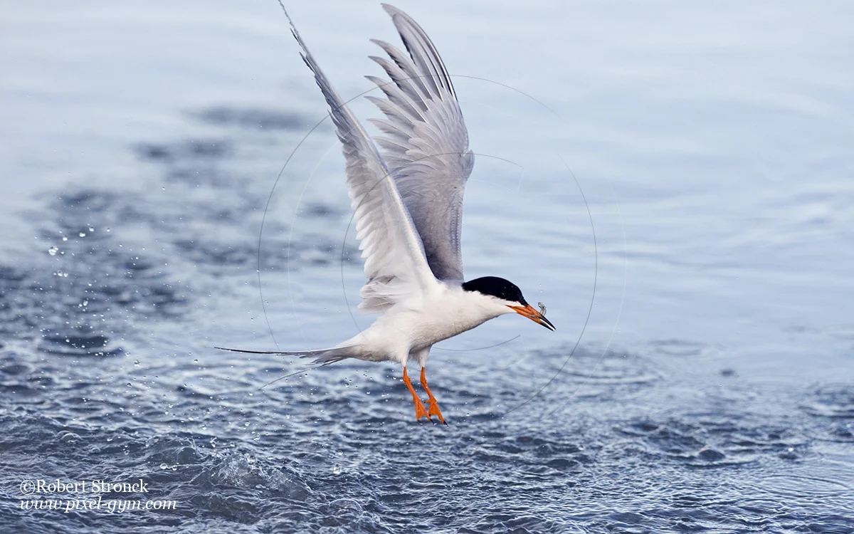   Forster's Tern with fish after plunge-dive -Redwood Shores  [for_tern221036]   