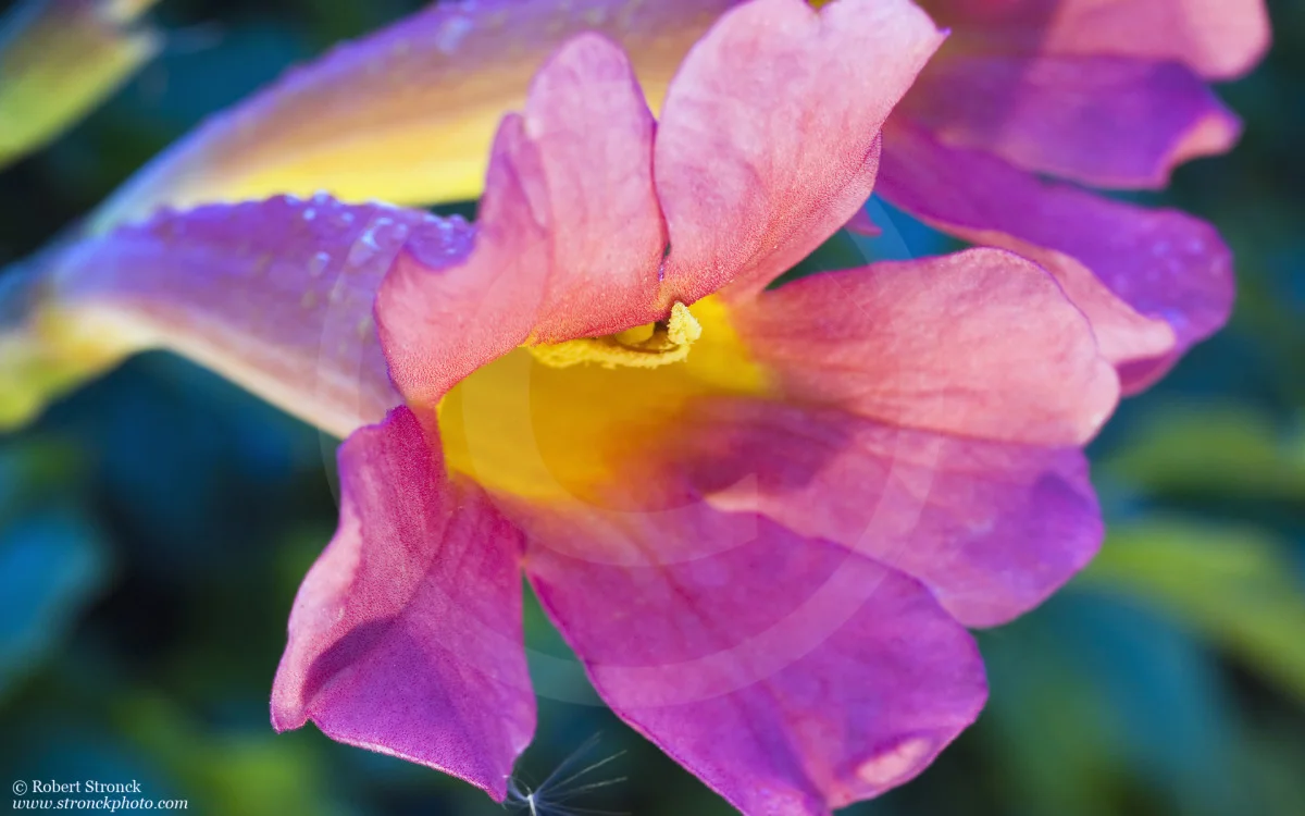  Trumpet Vine flowers -San Mateo, CA &nbsp;[tv_flower4116]  