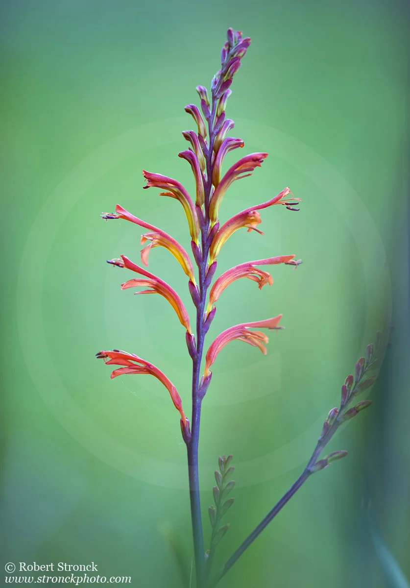   "Spring Spear" -Crocosmia Venus: San Mateo, CA &nbsp;[spring_spear41179]  