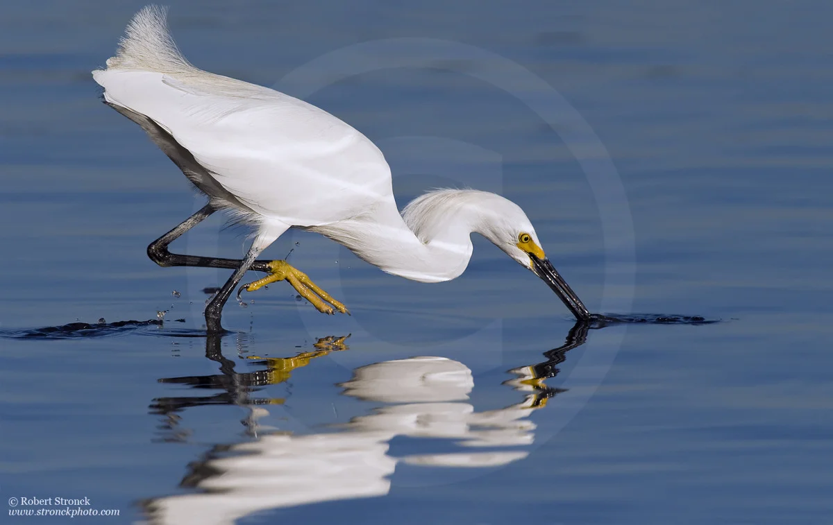   Snowy Egret &nbsp;-Shoreline Park Lake, Mountain View &nbsp; [snowy221154]  