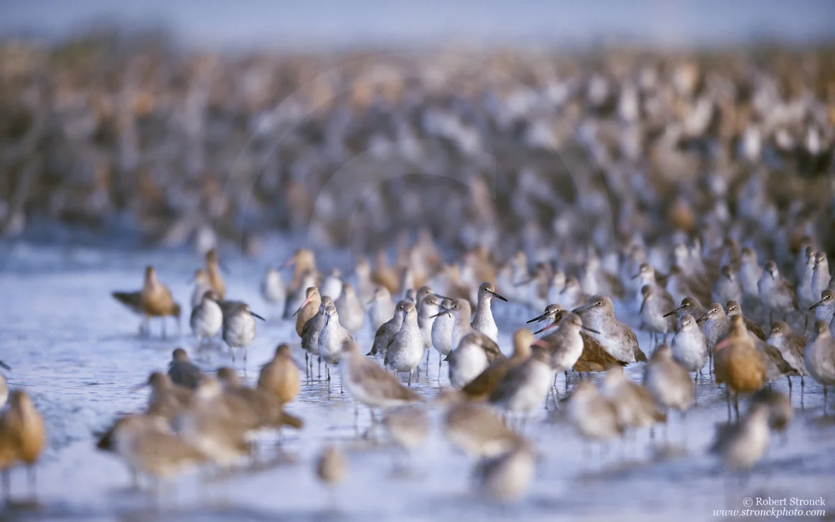  Shorebirds &nbsp;-Foster City, CA &nbsp; [shorebirds221151]  