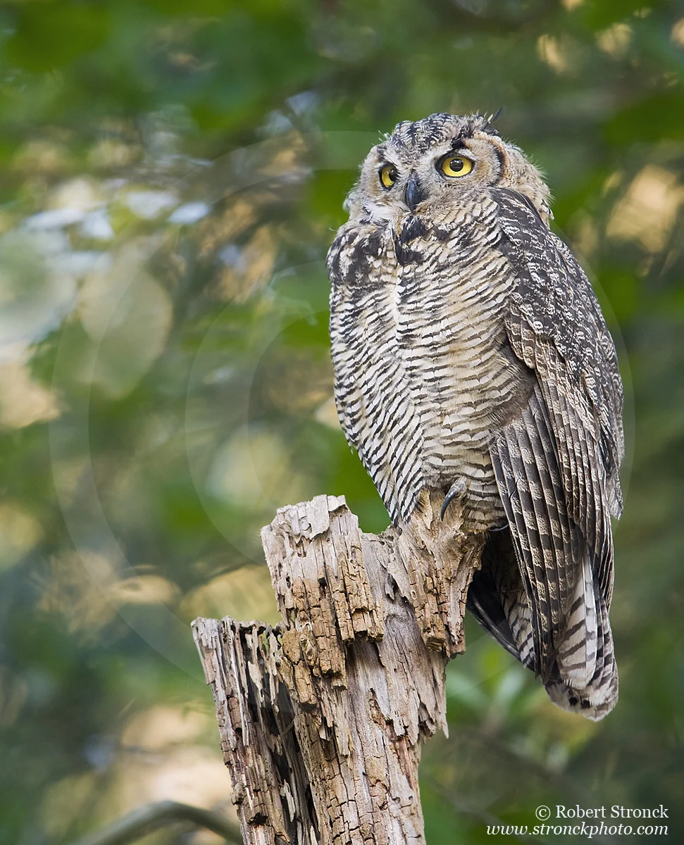  Great Horned Owl (juvenile) -Golden Gate Park, San Francisco &nbsp; [gho211178]  