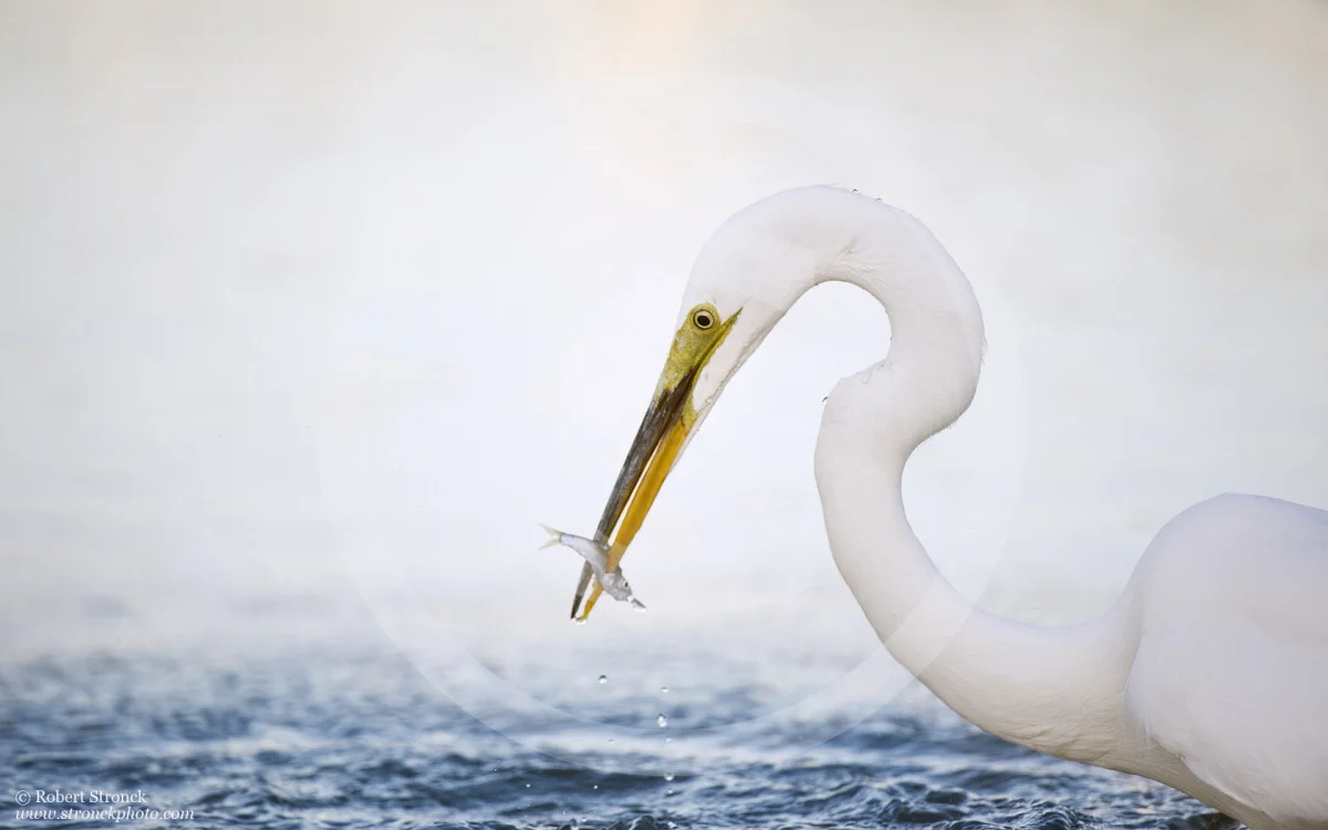   Great Egret -Redwood Shores, CA &nbsp; [g_egret221185]  
