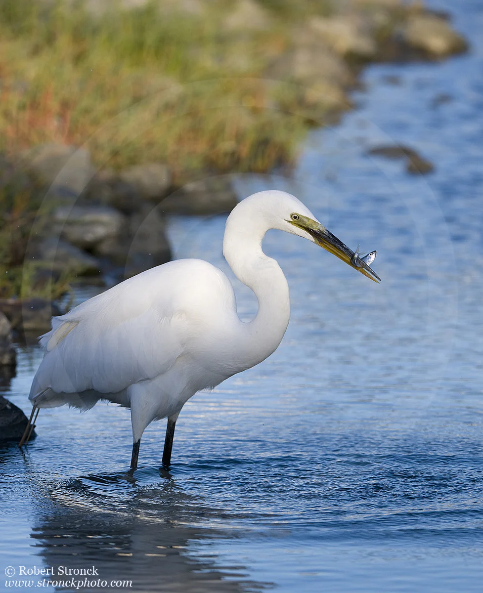   Great Egret -Redwood Shores, CA &nbsp; &nbsp;[g_egret221112]  