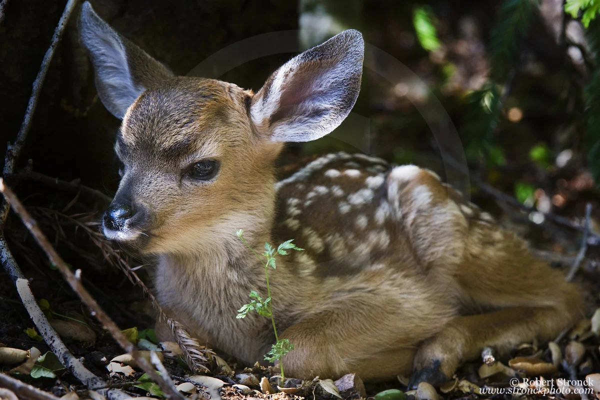   Mule Deer Fawn -San Mateo, CA &nbsp;[mule_deer_fawn311187]  