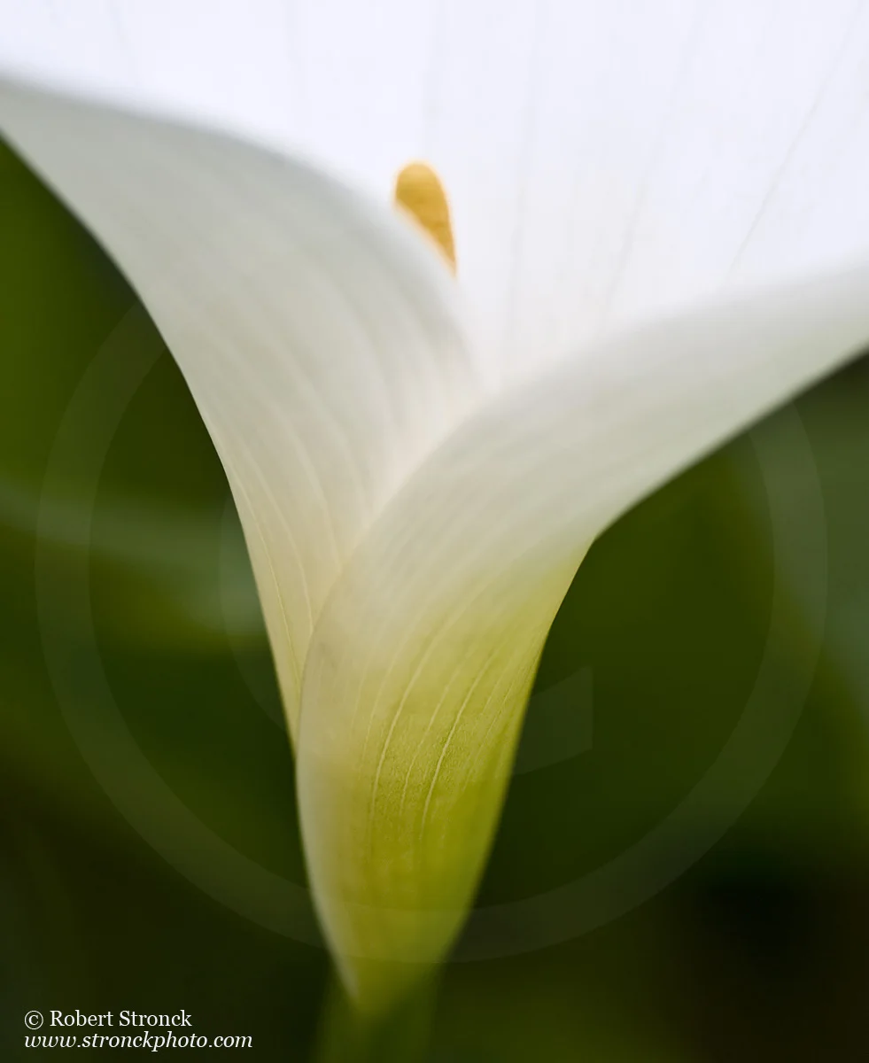   Calla Lily abstract &nbsp;-San Mateo, CA &nbsp; [lily41114]  