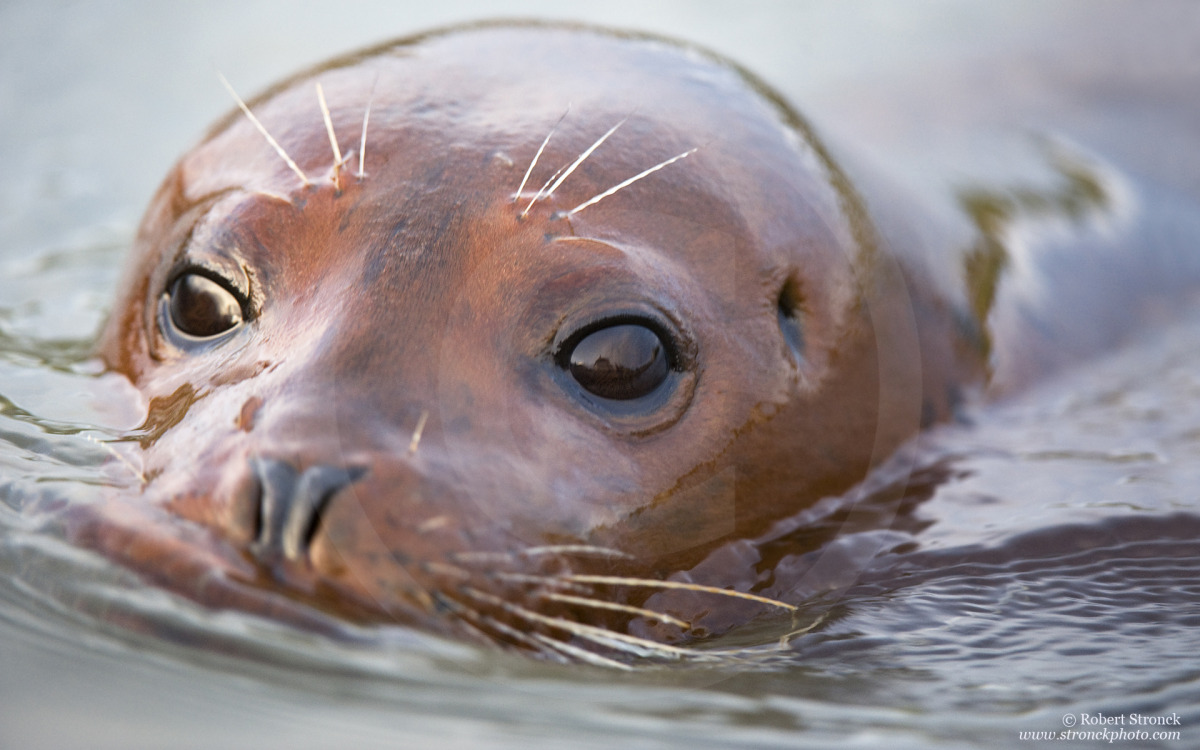   Harbor Seal (juvenile) &nbsp;-Redwood Shores, CA &nbsp;[harbor_seal341117]  