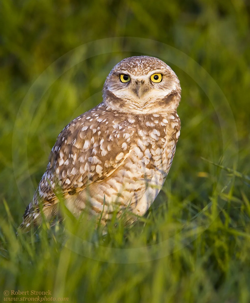   Burrowing Owl &nbsp; -Santa Clara Co. &nbsp; [burr_owl211177]  