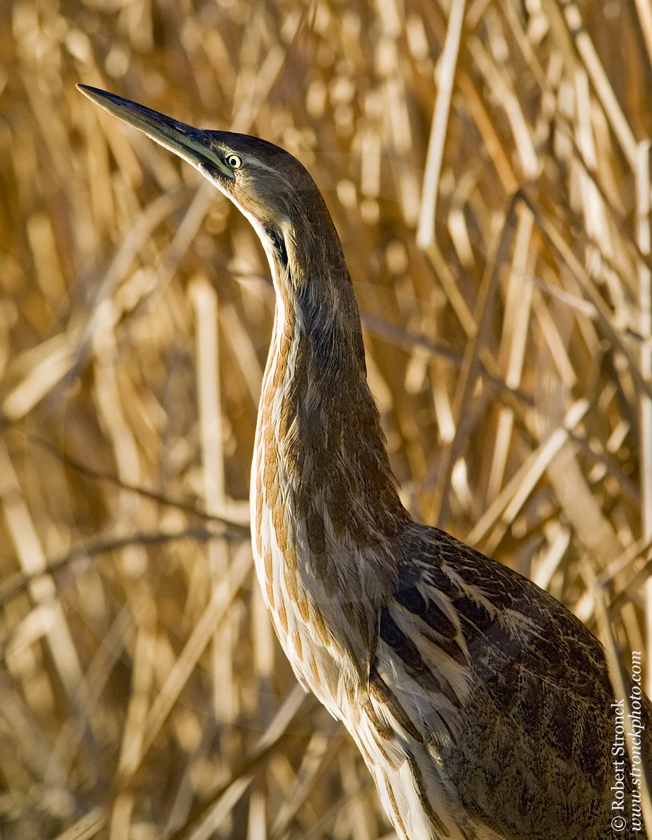   American Bittern &nbsp;-Pacific Linear Park, Fremont &nbsp; [am_bittern221189]  