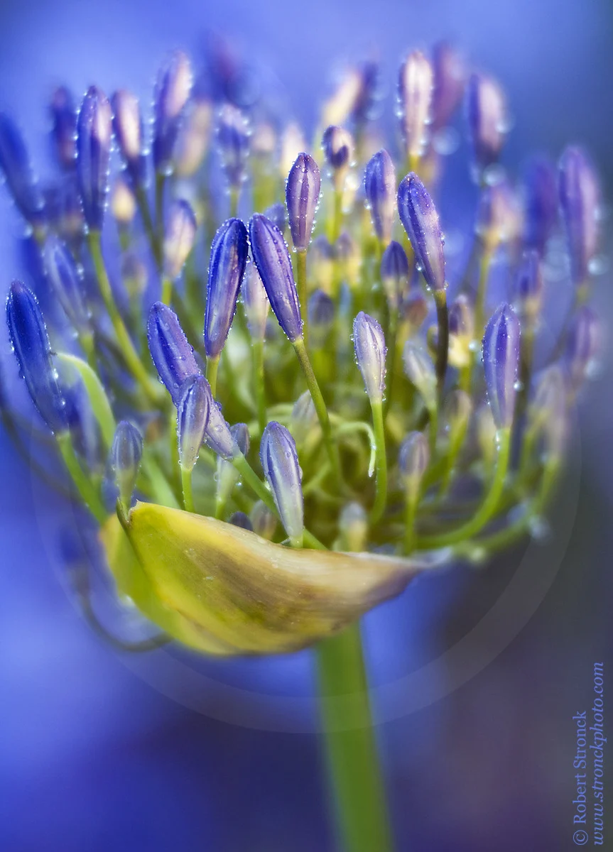   Agapanthus aka "Lily of the Nile" -San Mateo, CA &nbsp;&nbsp;[agapanthus_bud41147]  