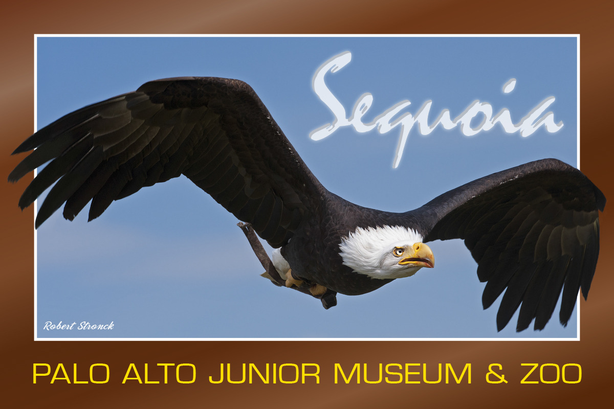 Sequoia (poster 2)