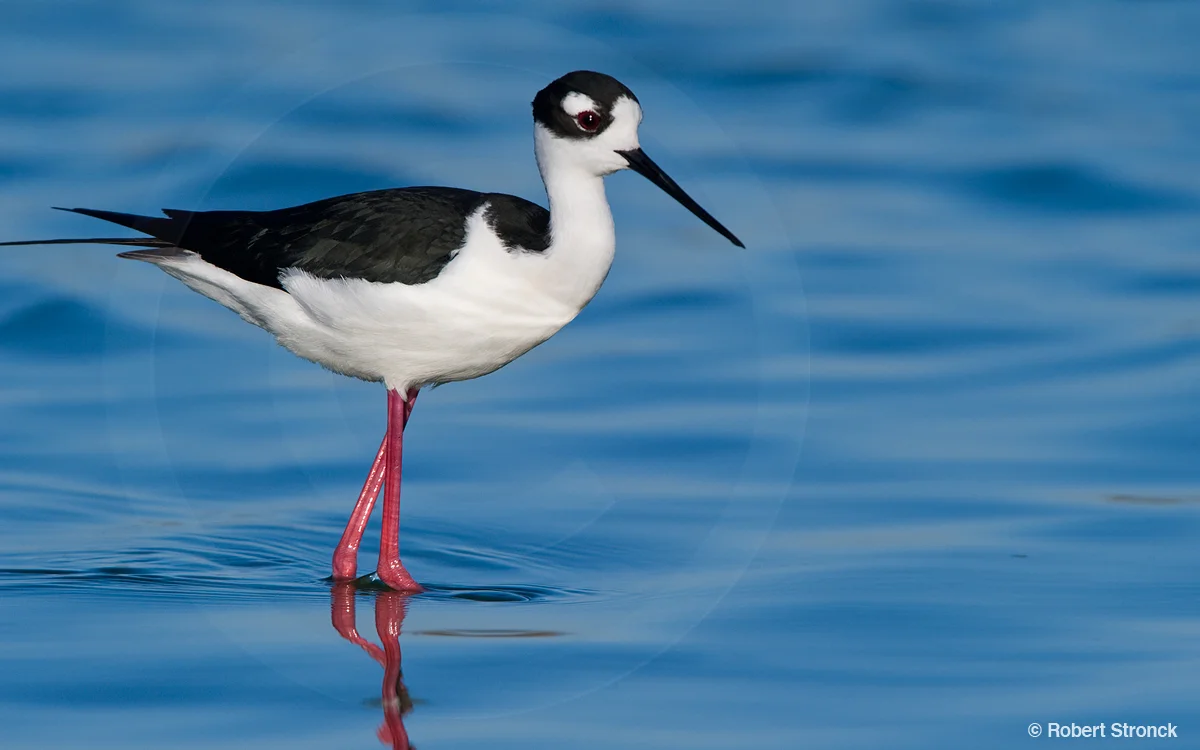   Black-necked Stilt at Radio Rd. pond &nbsp;&nbsp; [BN_Stilt221071]   