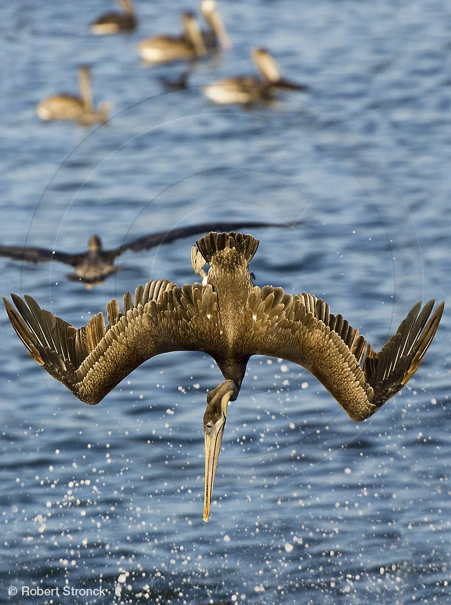   Brown Pelican dive -Capitola Wharf  [BrnPelican2208bp3497]   