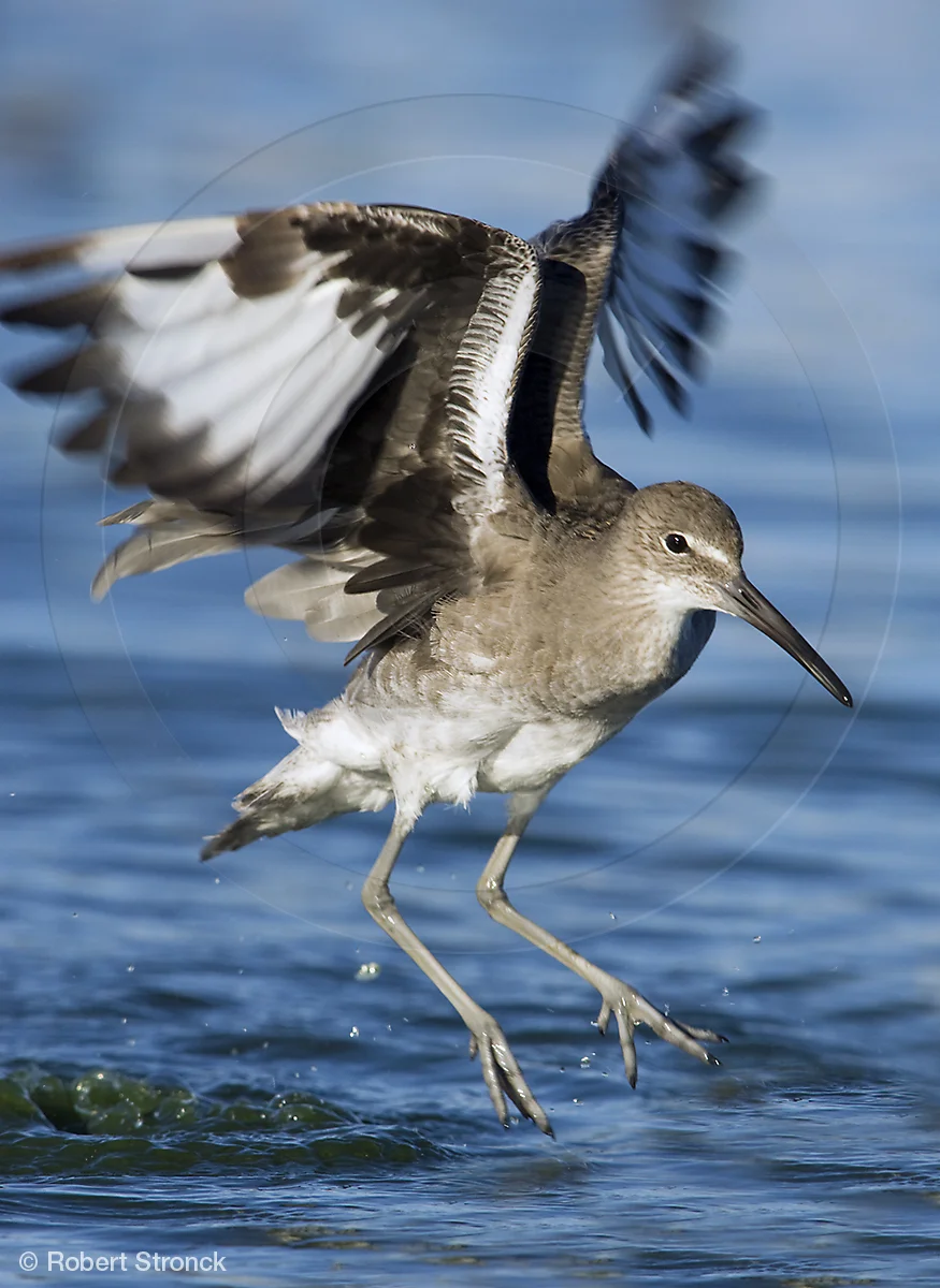   Willit dance, Radio Rd. pond, Redwood Shores  [Willit2208317]   