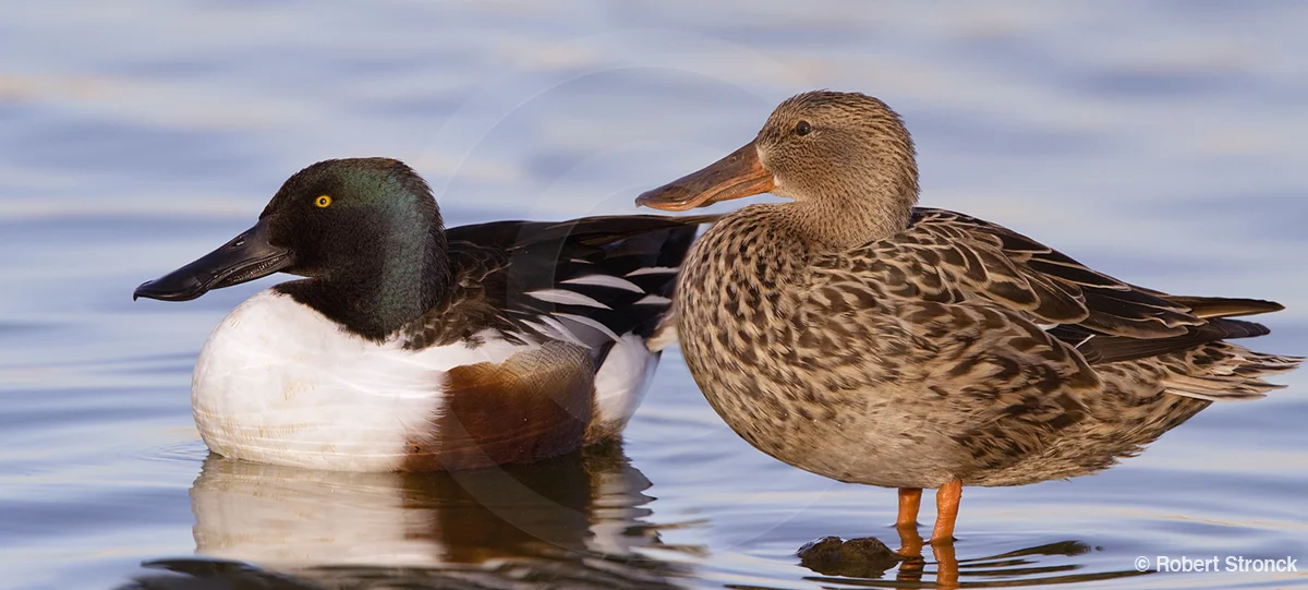   No. Shovelers, M &amp; F, -Radio Rd. pond &nbsp; [Shovelers221091_92]   