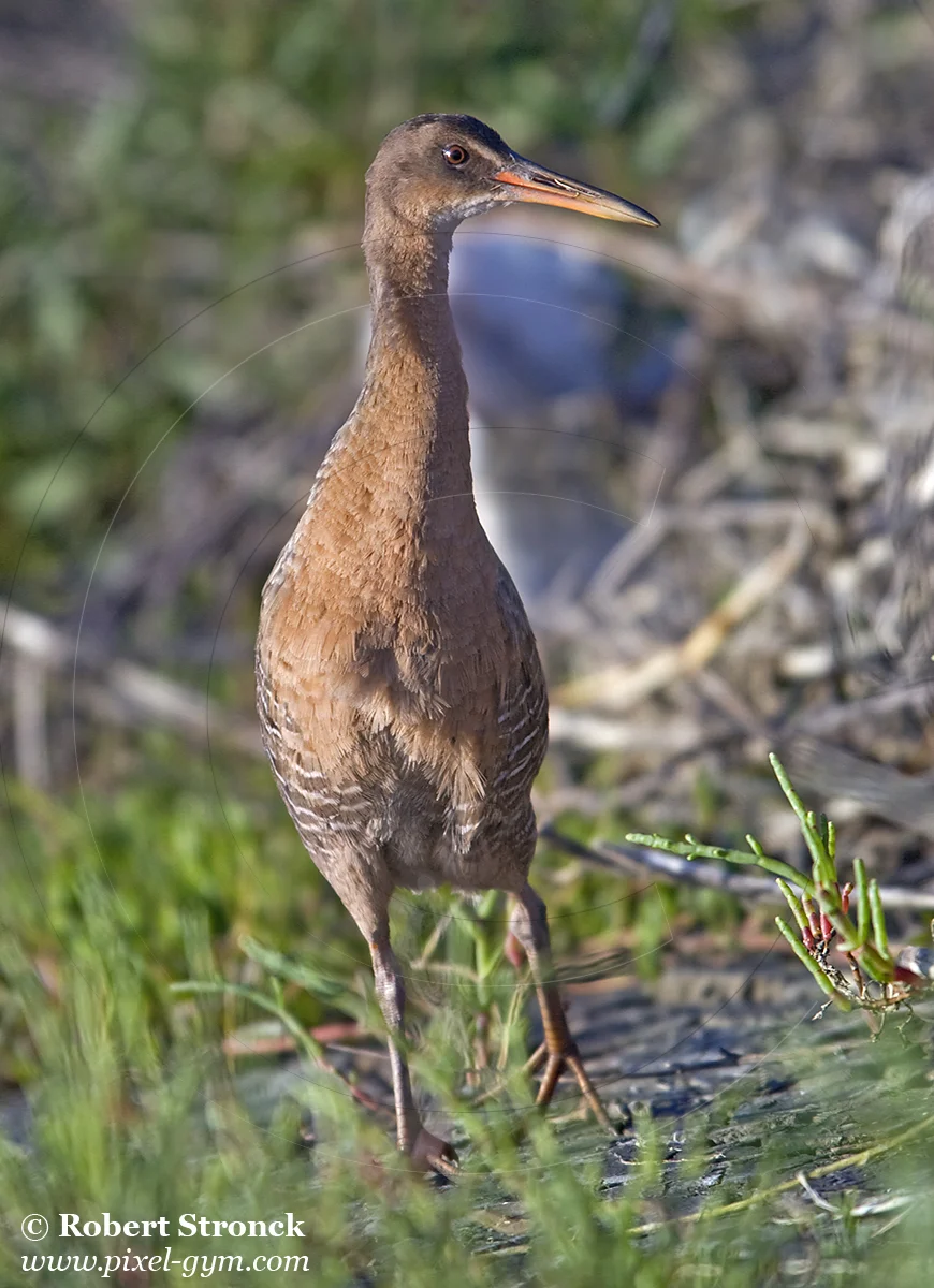   Clapper Rail -Redwood Shores  &nbsp;[clapper_rail2202_16]   