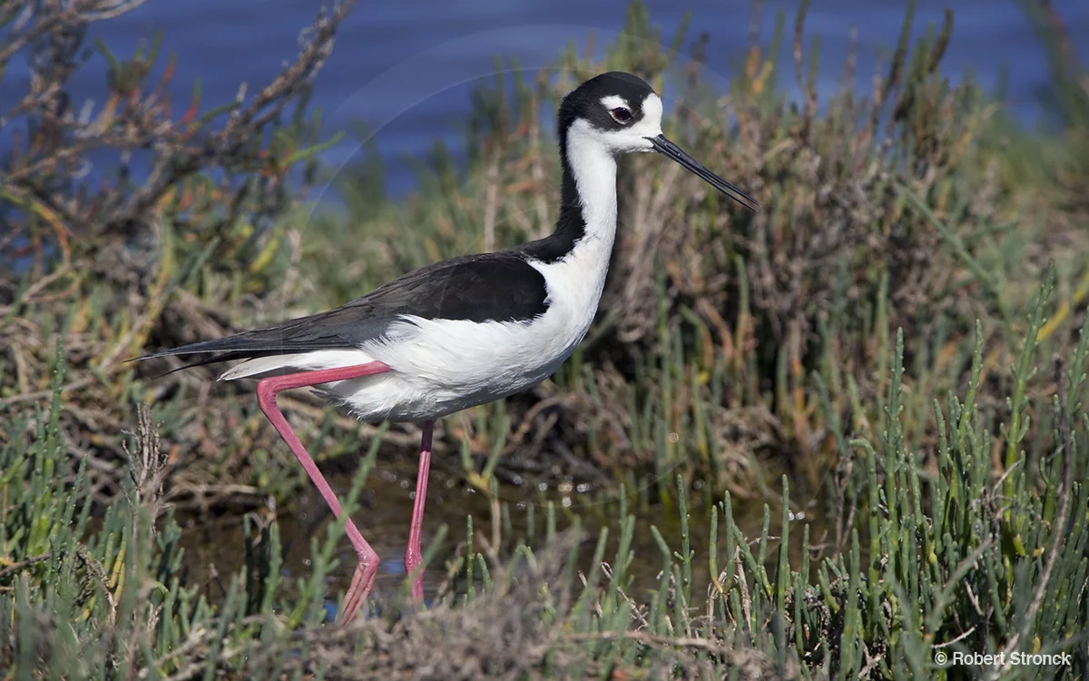   Black-necked Stilt -Radio Rd., Redwood Shores  [BN_Stilt221042]   