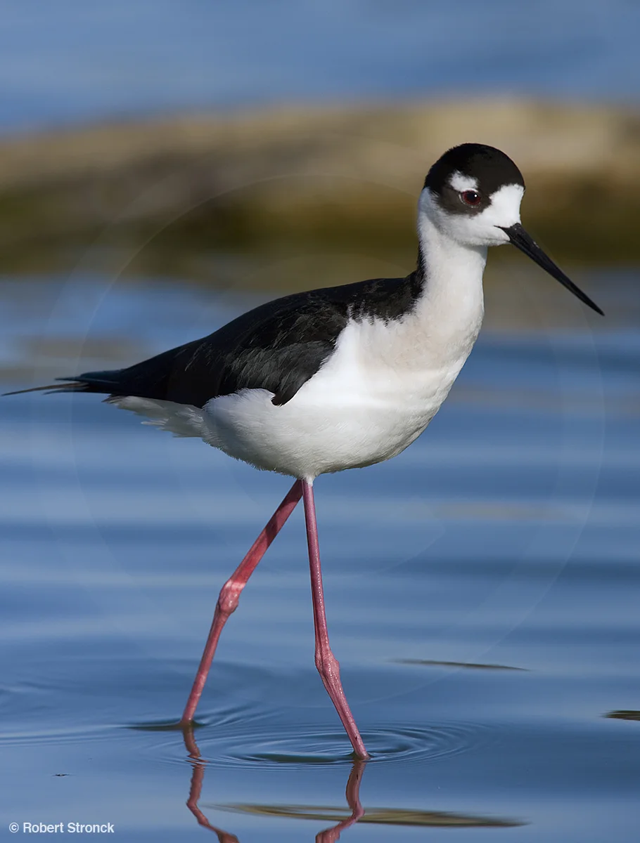   Black-necked Stilt -Radio Rd., Redwood Shores &nbsp; [BN_Stilt221049]   
