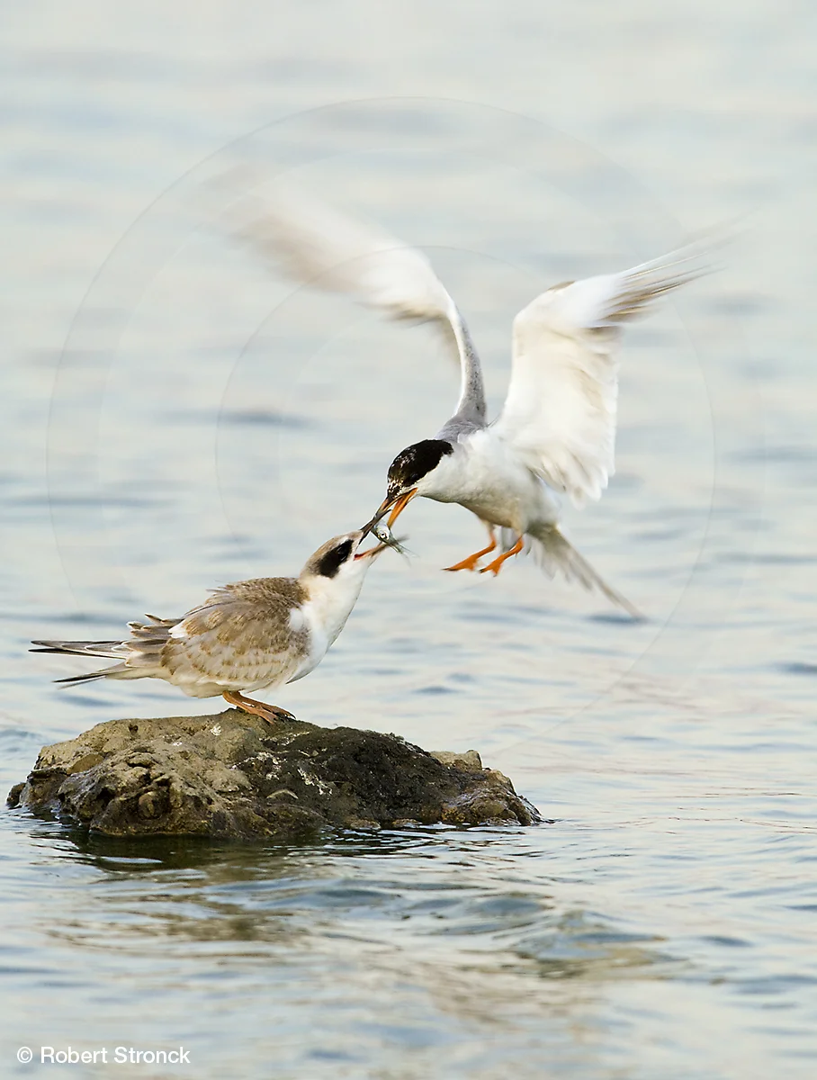   Forster's Terns -Radio Rd. pond, Redwood Shores &nbsp; [ForTerns2208108]   