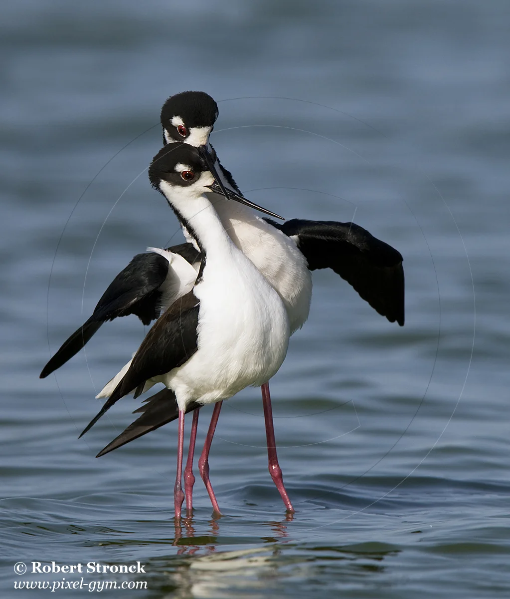   Black-necked Stilts, mating display -Radio Rd, Redwood Shores  [bn_stilts221086]   