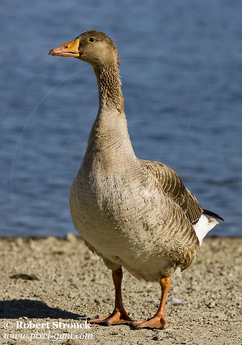   Greater White-fronted Goose -Nob Hill pond, Redwood Shores  [gwf_goose_2208_392]   