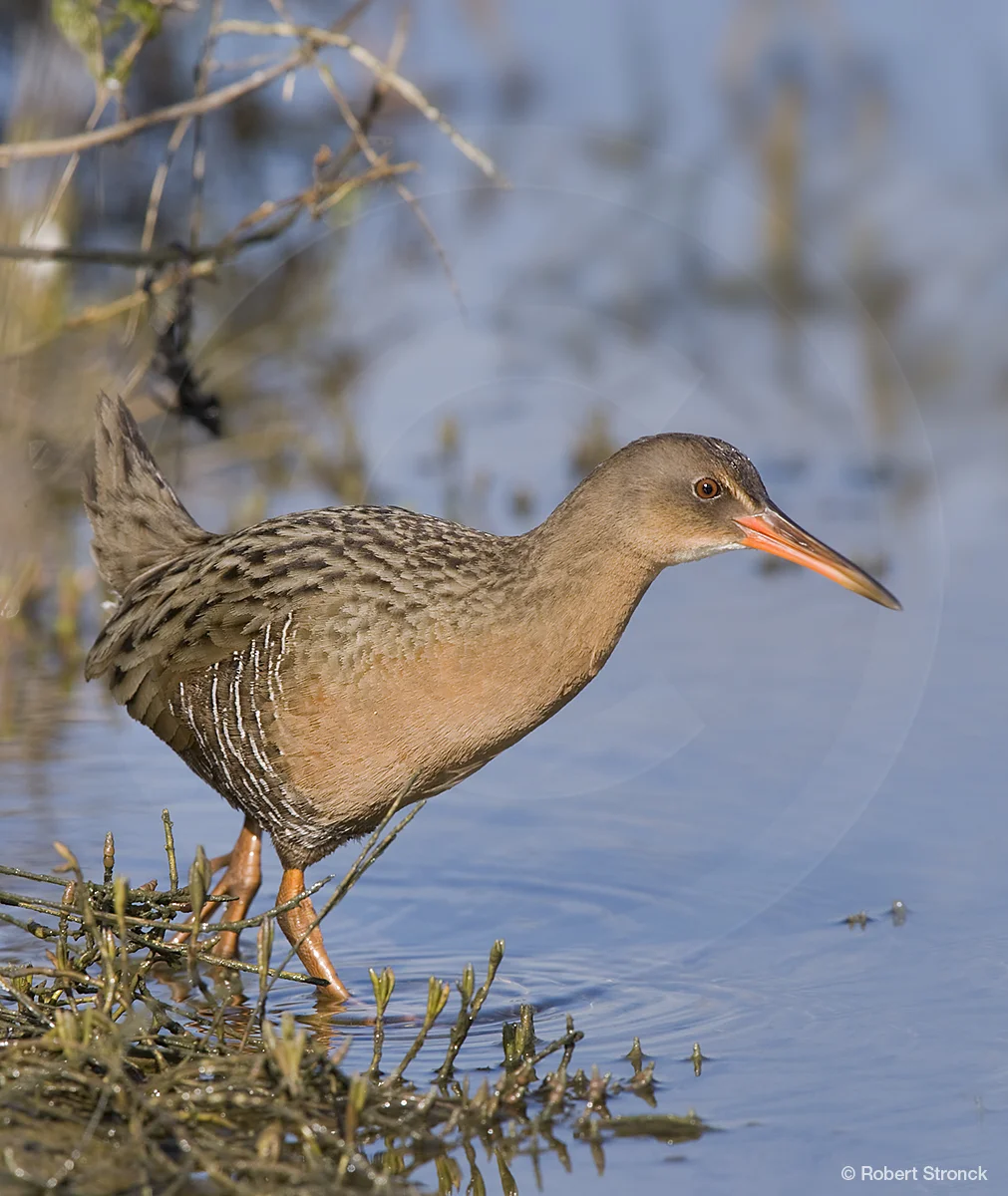   Clapper Rail at Arrowhead Marsh  [ClapperRail221029v]   