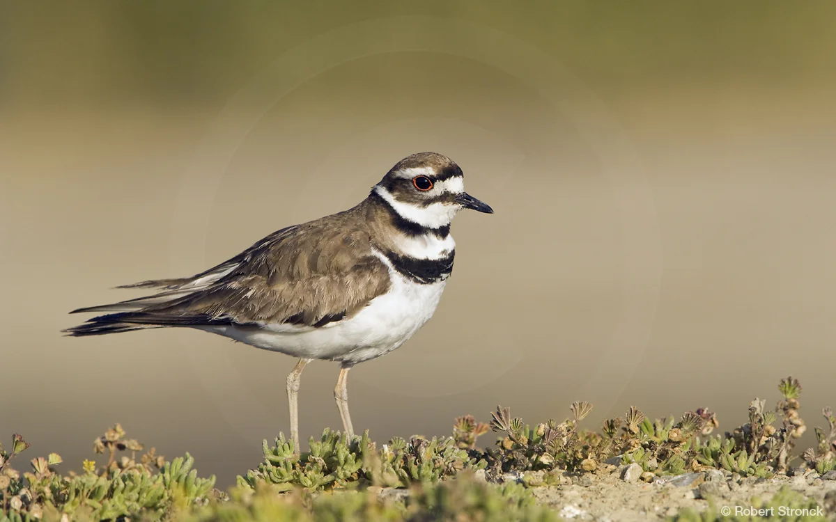   Killdeer -Redwood Shores  [killdeer2209403]   