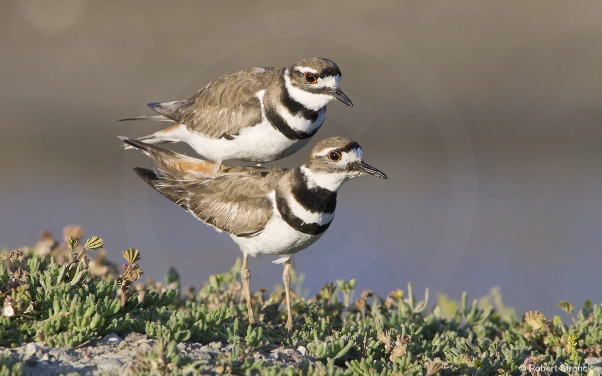   Killdeer mating -Redwood Shores &nbsp; [Killdeer2209605]   