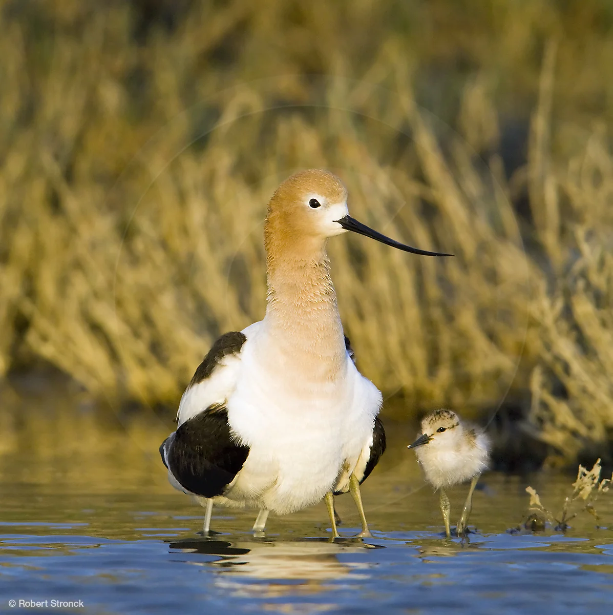  American Avocet &amp; chicks -Redwood Shores &nbsp; [AvocetChicks2209251]   