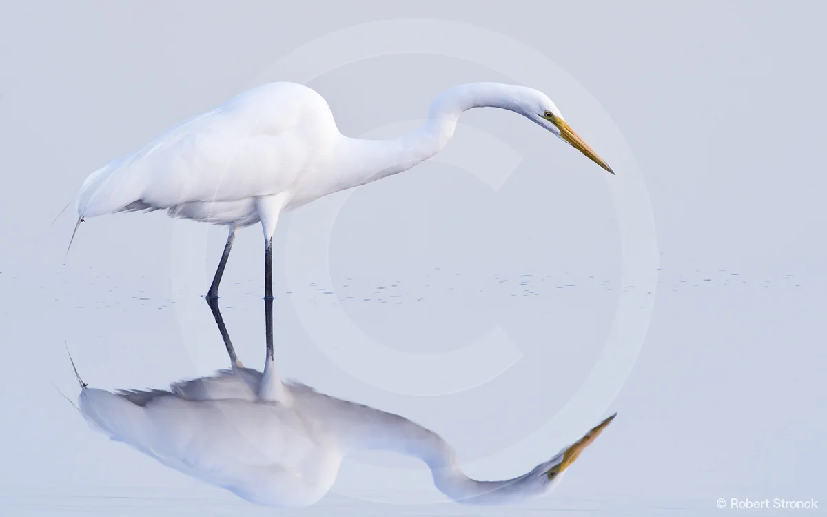   Great Egret foraging -Baylands Preserve, PA &nbsp; [Great_Egret221082]   