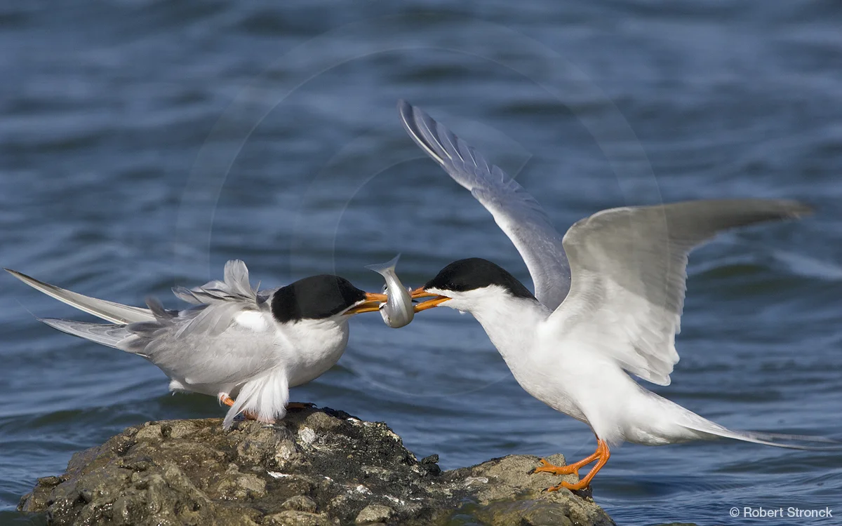   Forster's Terns mating ritual -Radio Rd. pond  &nbsp;[ForTerns2209432]   