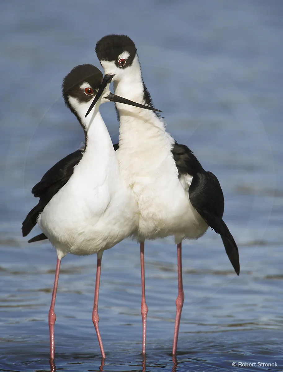   Black-necked Stilts mating ritual -Radio Rd. pond &nbsp; [BN_Stilts2209254]   