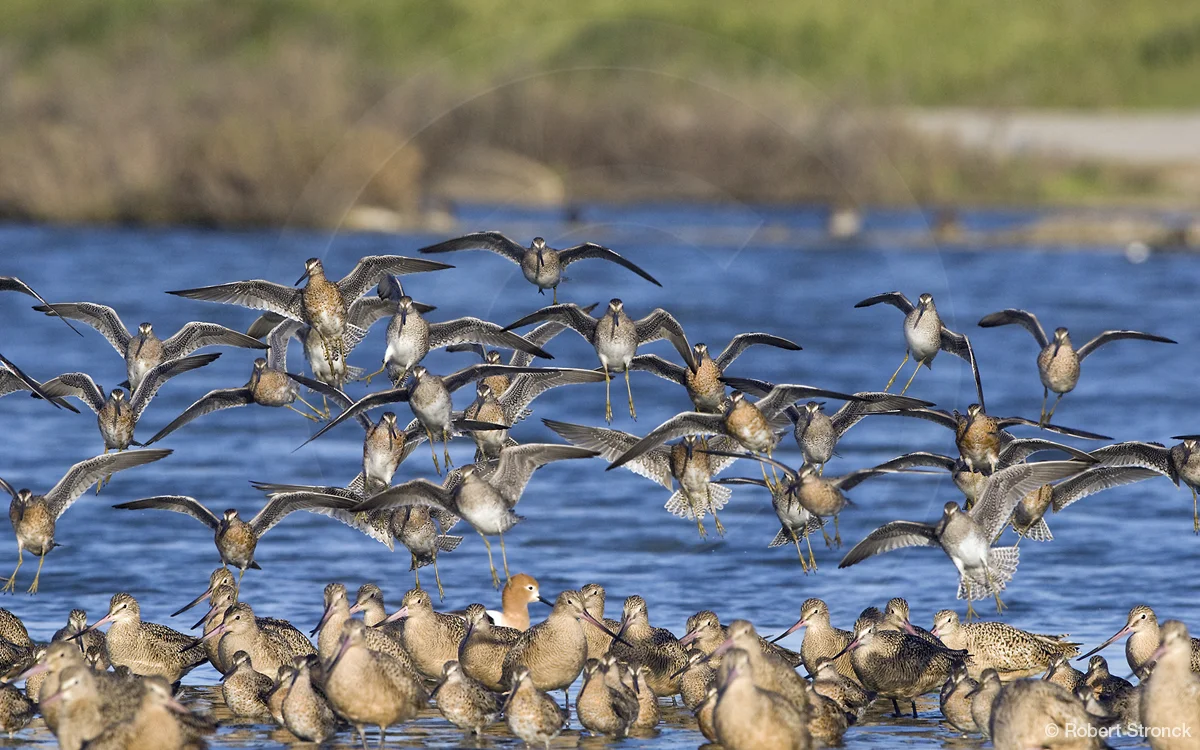   Marbled Godwits -Radio Rd. pond, Redwood Shores  [Godwits2209102]   