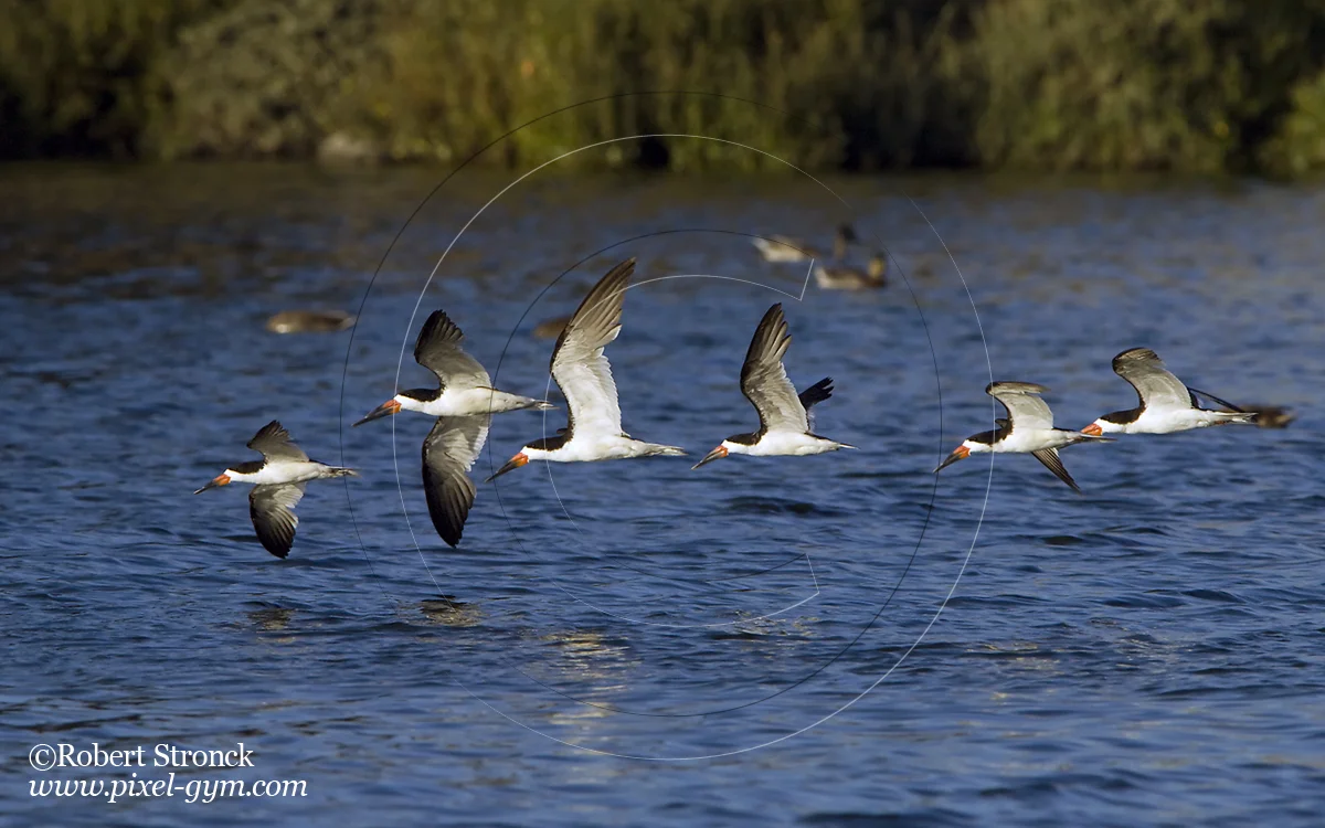   Skimmer parade -Radio Rd. pond, Redwood Shores  [Skimmers22084_31 4]  
