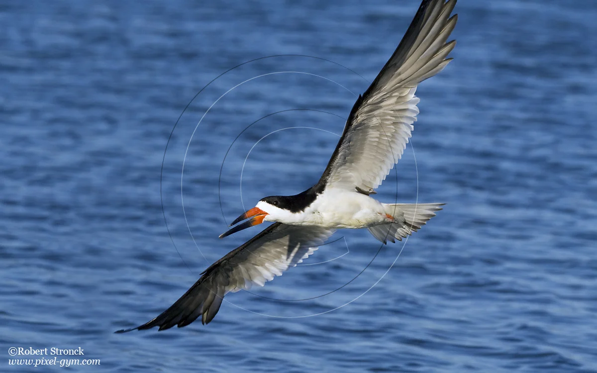   Black Skimmer -Radio Rd. pond, RW Shores  [Skimmer22083_116]   