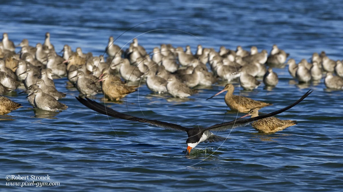   Black Skimmer -Radio Rd. pond, RW Shores  [Skimmer22084_123]   