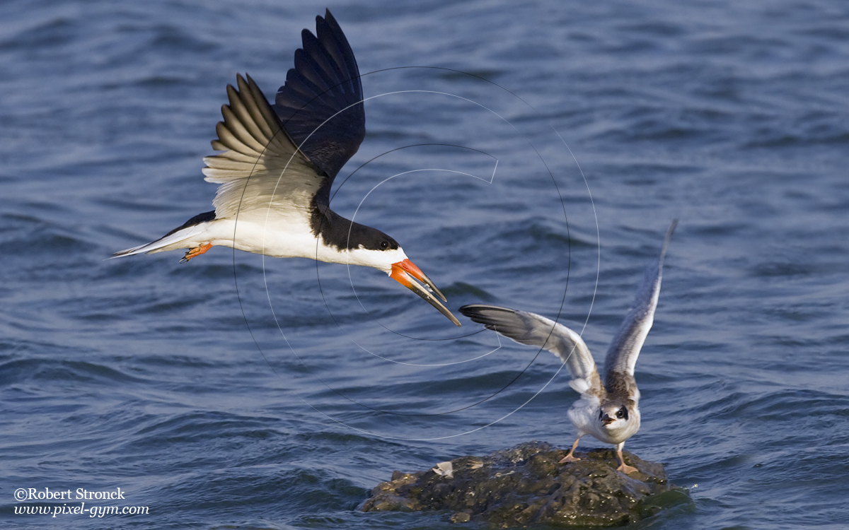   Skimmer &amp; Juvenile Tern -Radio Rd. pond, RWC  [Skimmer2208r1121]   