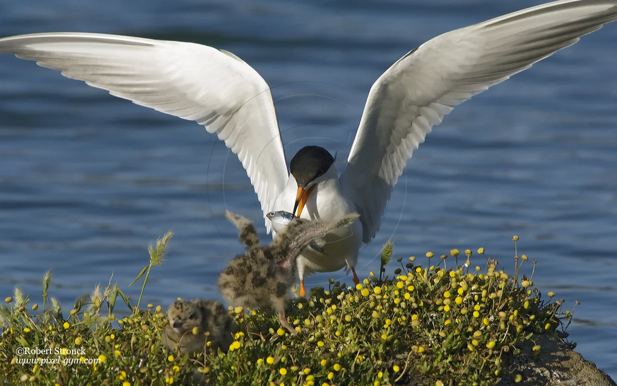   Forster's Tern w/chicks -Radio Rd. pond &nbsp; [ForTern_chicks2206119]   