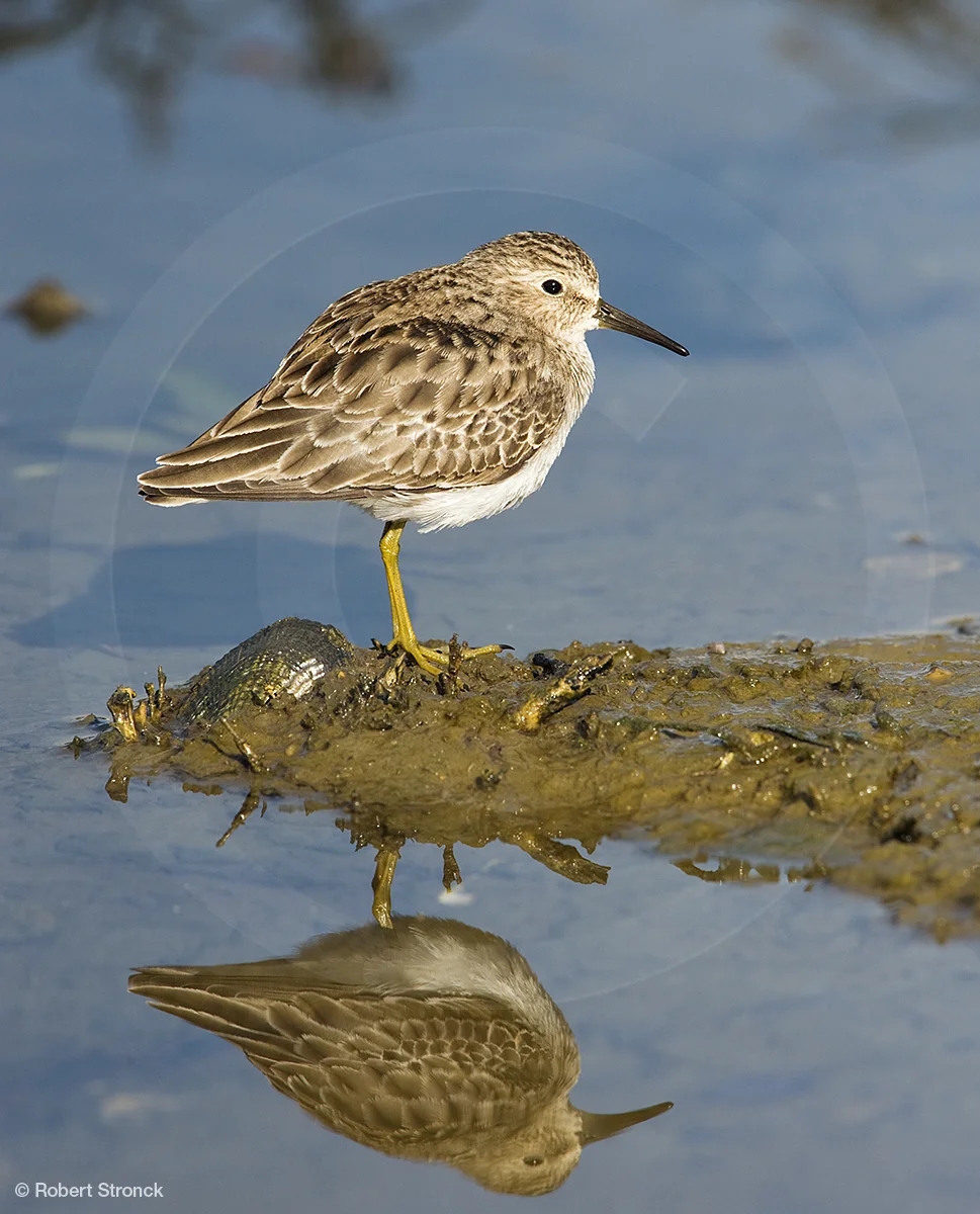   Least Sandpiper at Arrowhead Marsh, Oakland &nbsp; [LeastSandpiper221043]   