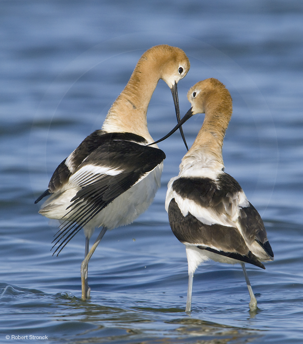   American Avocets -mating ritual; Radio Rd.  [AvocetsMating2209144]   