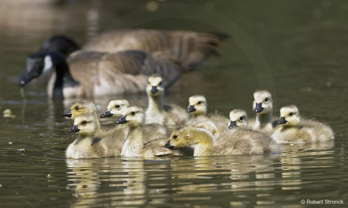   Canada Geese &amp; goslings at Vasona Park, LG  [CanGeese220912]   