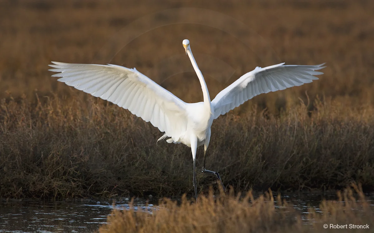   Great Egret at Baylands, Palo Alto  &nbsp;[GreatEgret221066]   