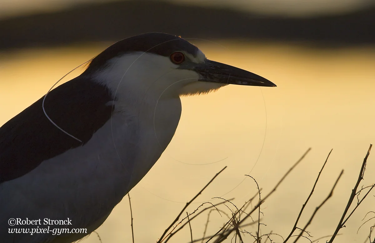   Black-crowned Night Heron silhouette -Radio Rd. pond  [BCN_Heron220852]   