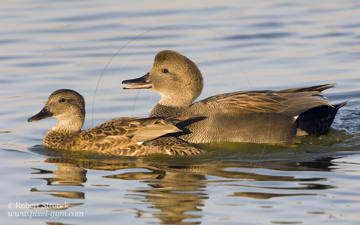   Gadwall pair (drake &amp; hen) -Radio Rd. pond  [gadwall220868]   