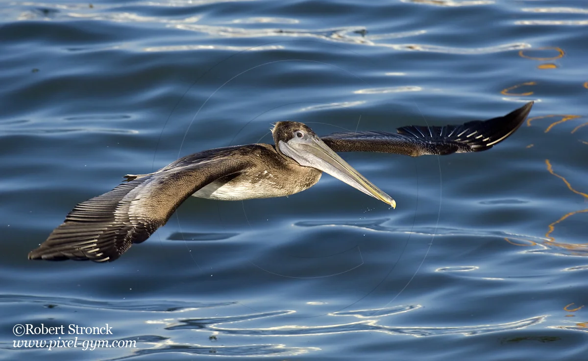   Brown Pelican -Monterey Bay &nbsp; [brn_pelican2208270]   